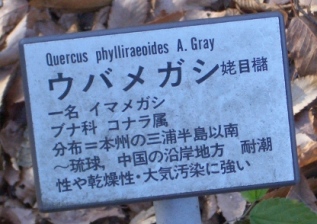 katakana-plant-name